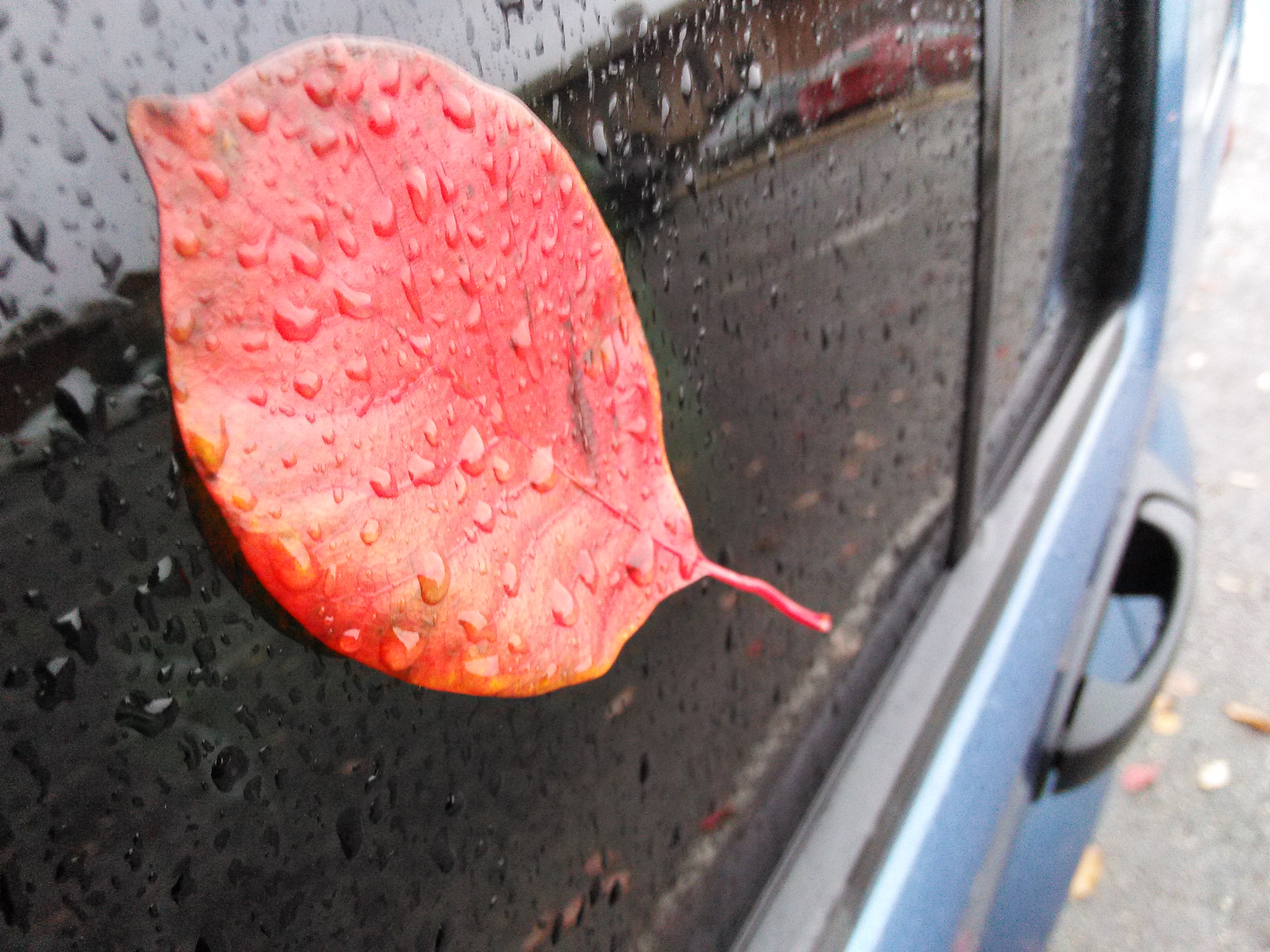 Leaf In The Rain