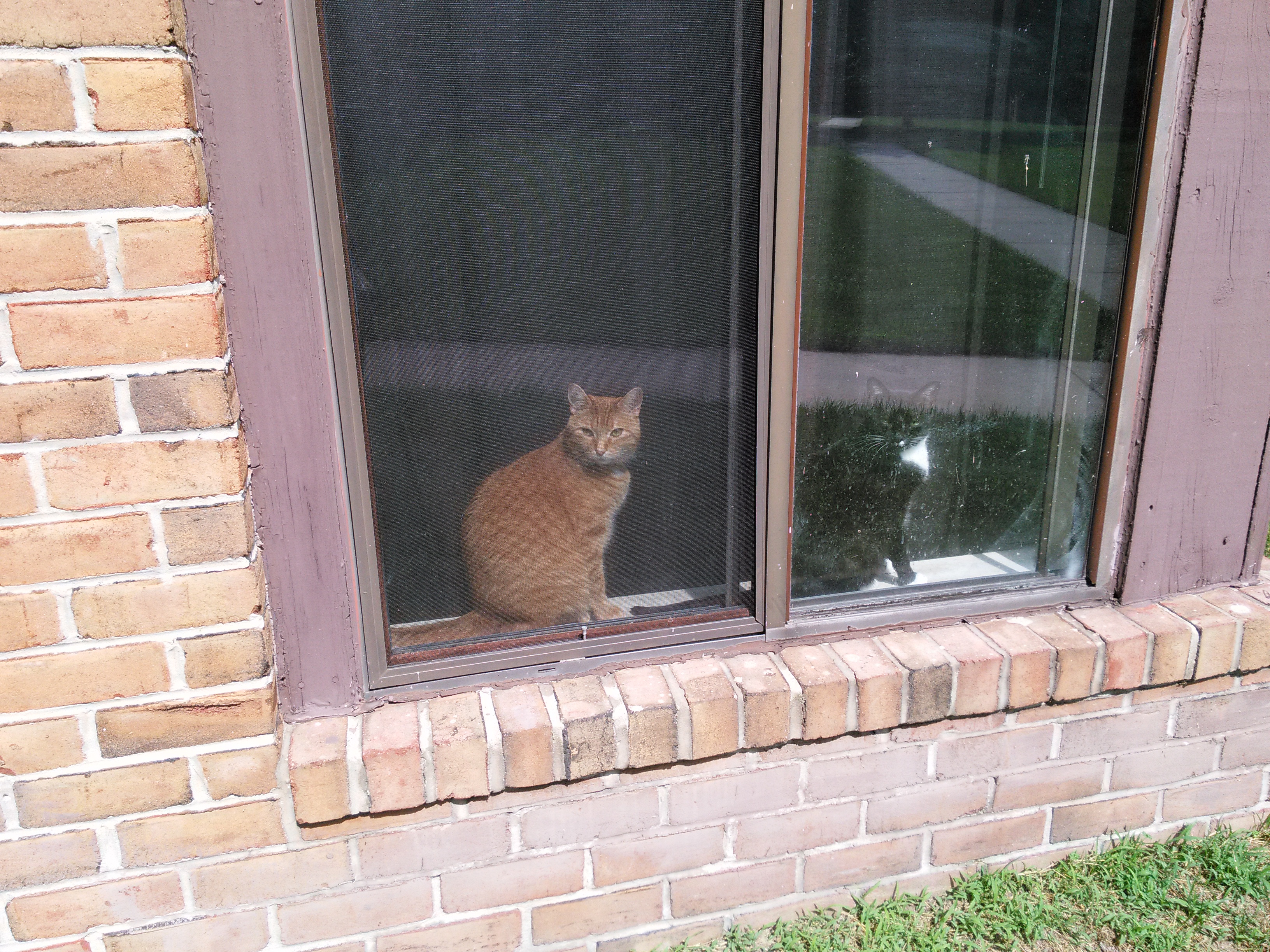 How Much Are Those Kitties In The Window?