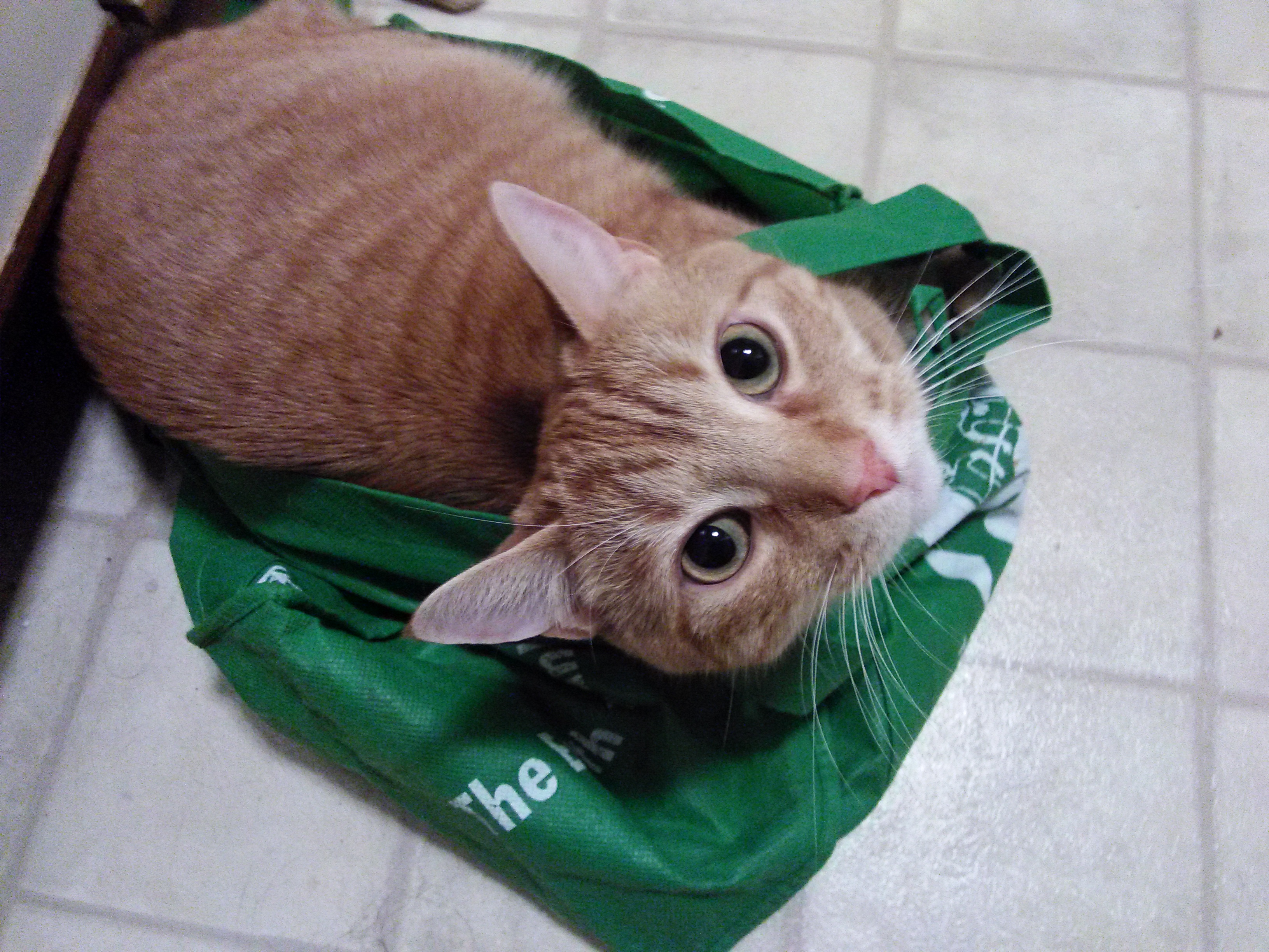 Fuzzy Orange Groceries