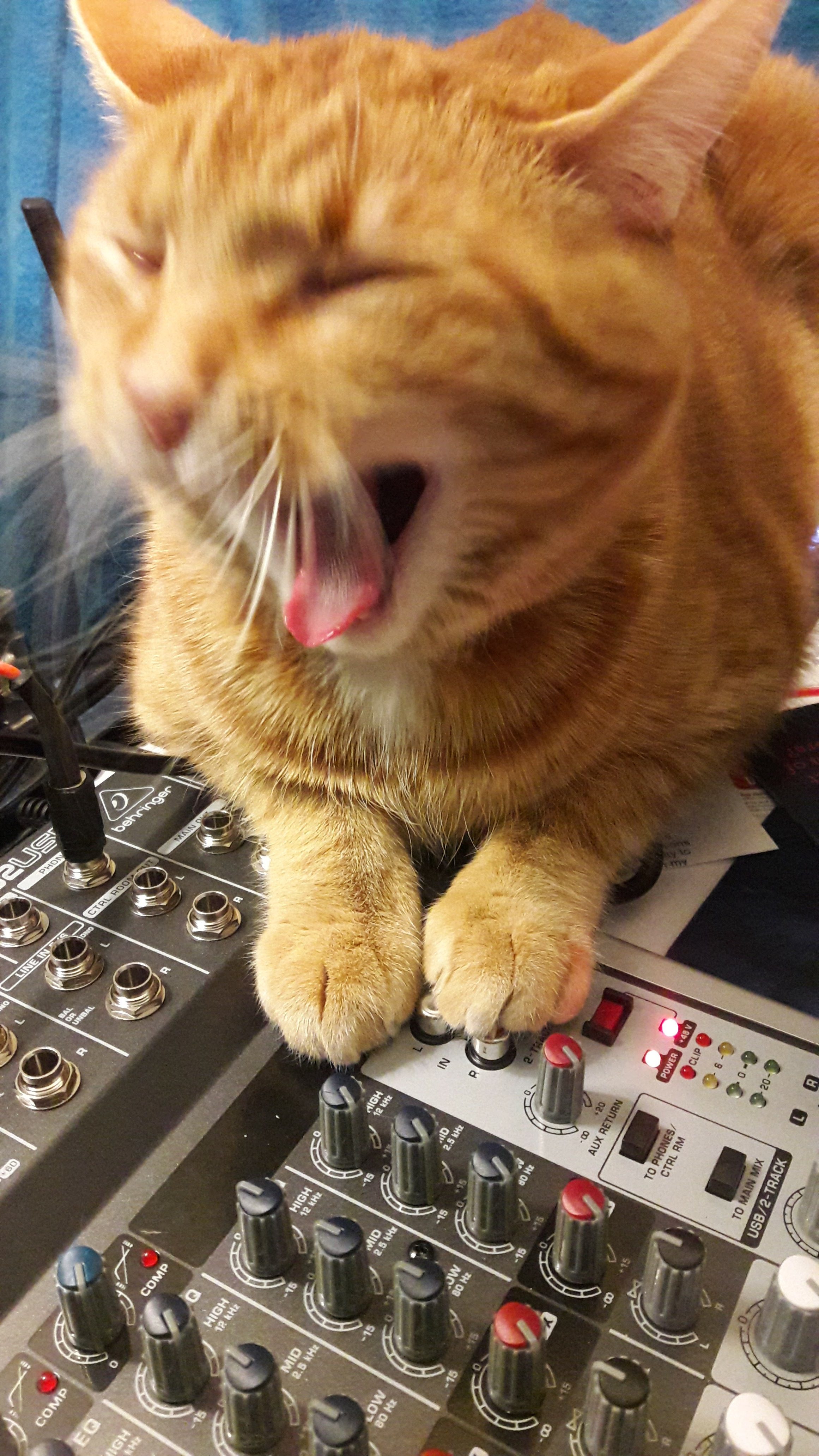 Soundboard Cats