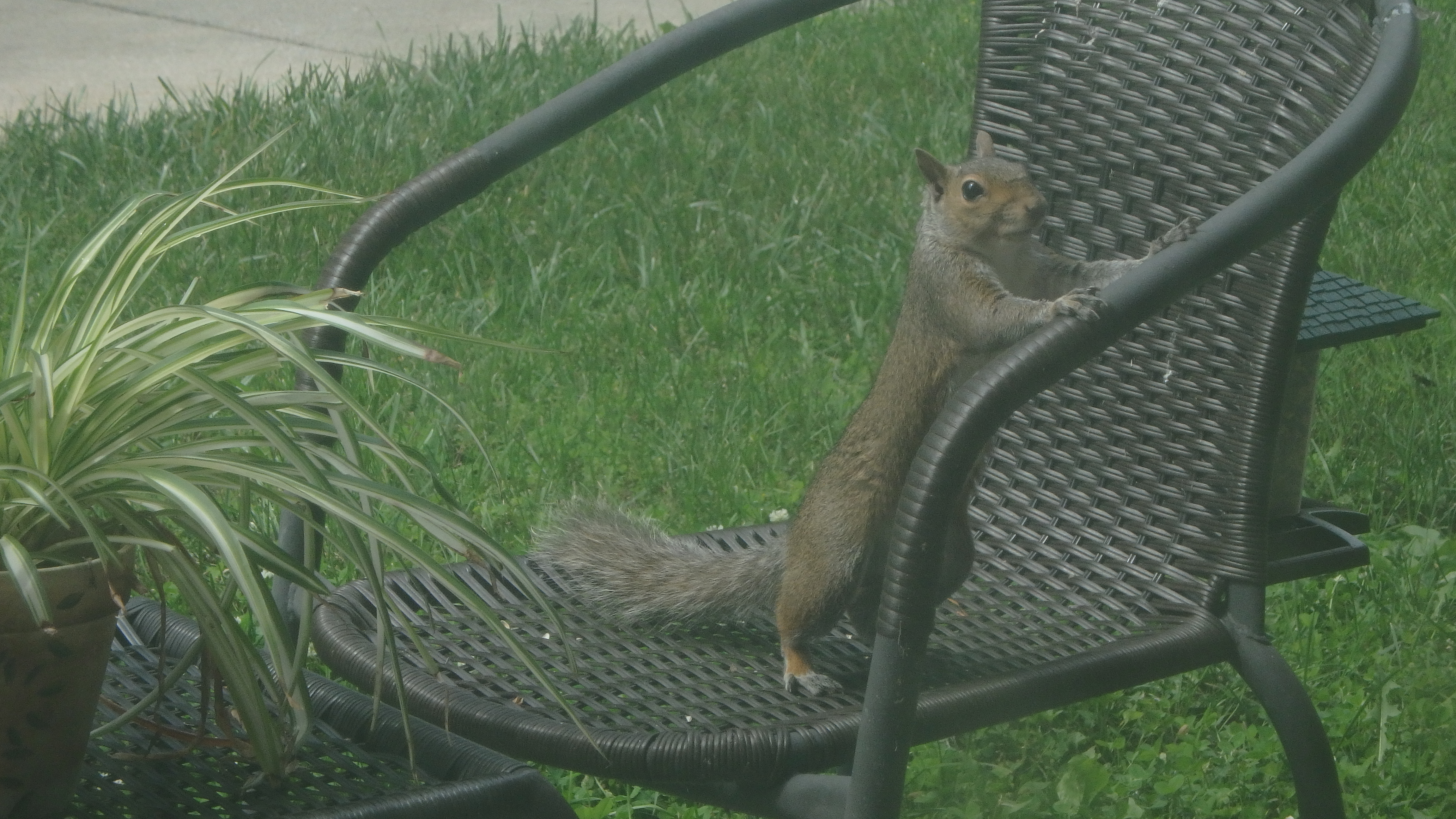 Squirrel Guest