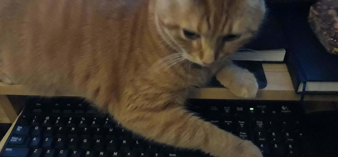 Cat-Like Typing Detected