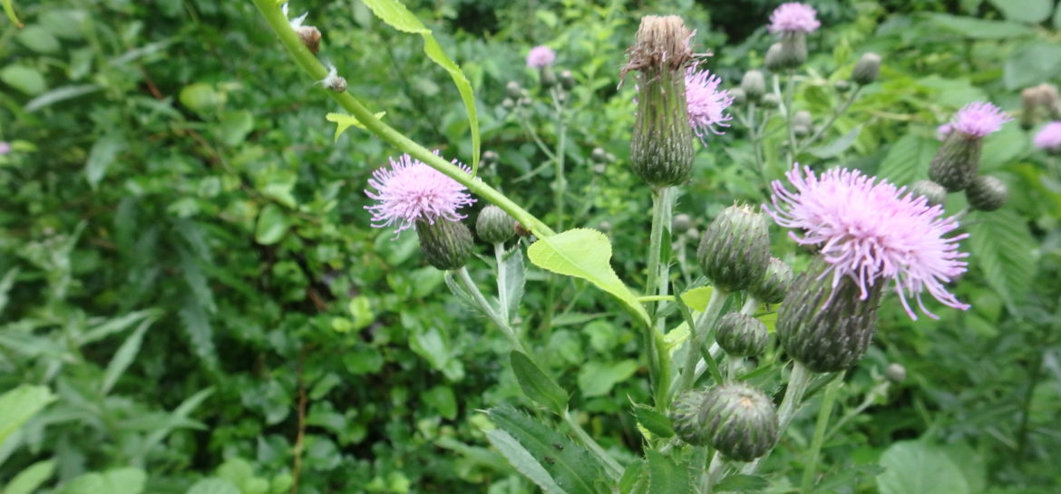 Purple Flowers