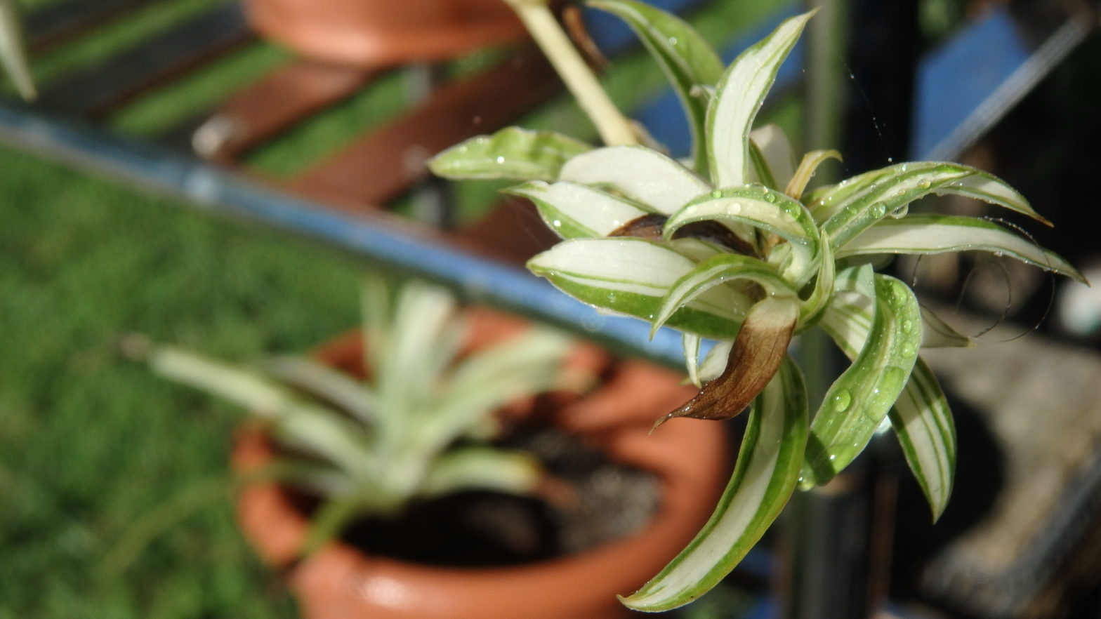 Spider Plant