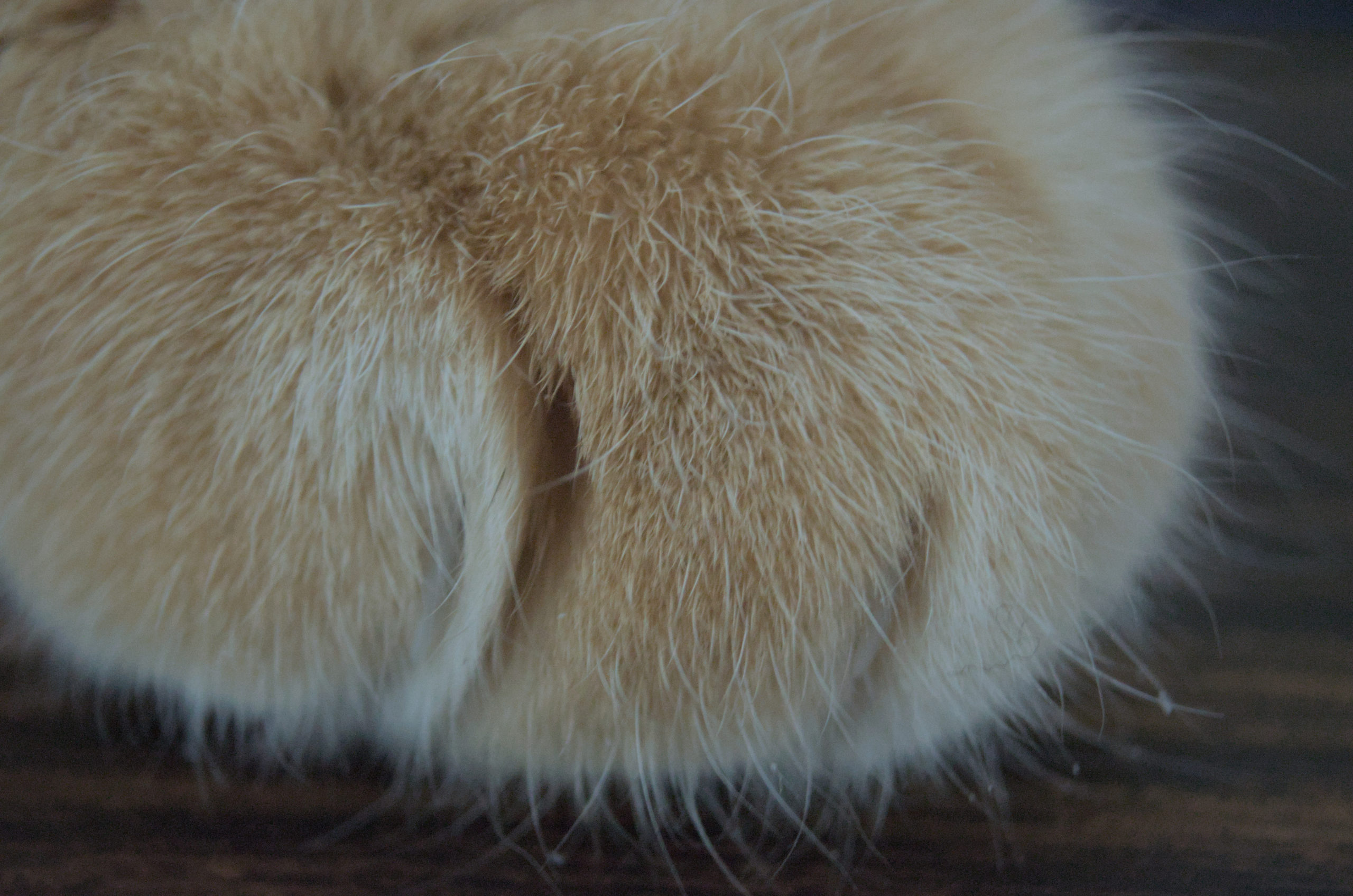 #Caturday Macro Paw