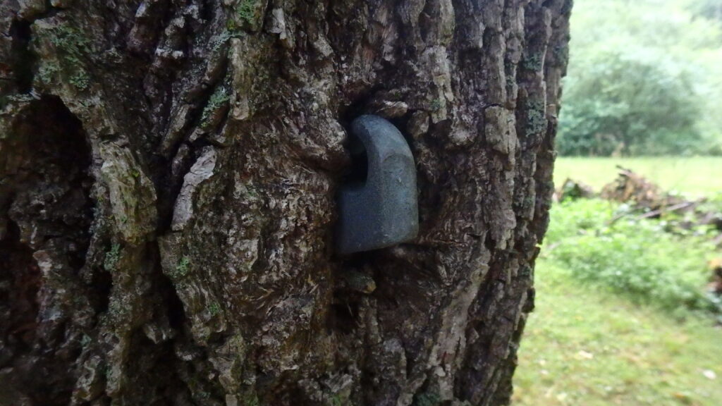 This hook was initially placed to hang a hammock, but it's been many years since it was used. In the interim, the tree has done what trees do and begun to grow around it.