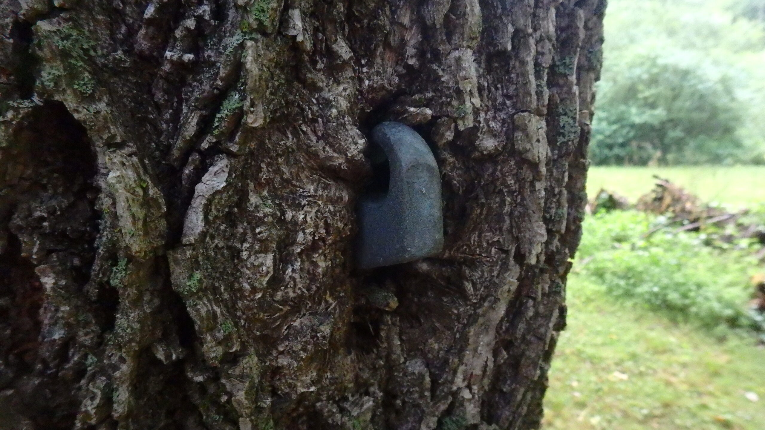 Tree Hook