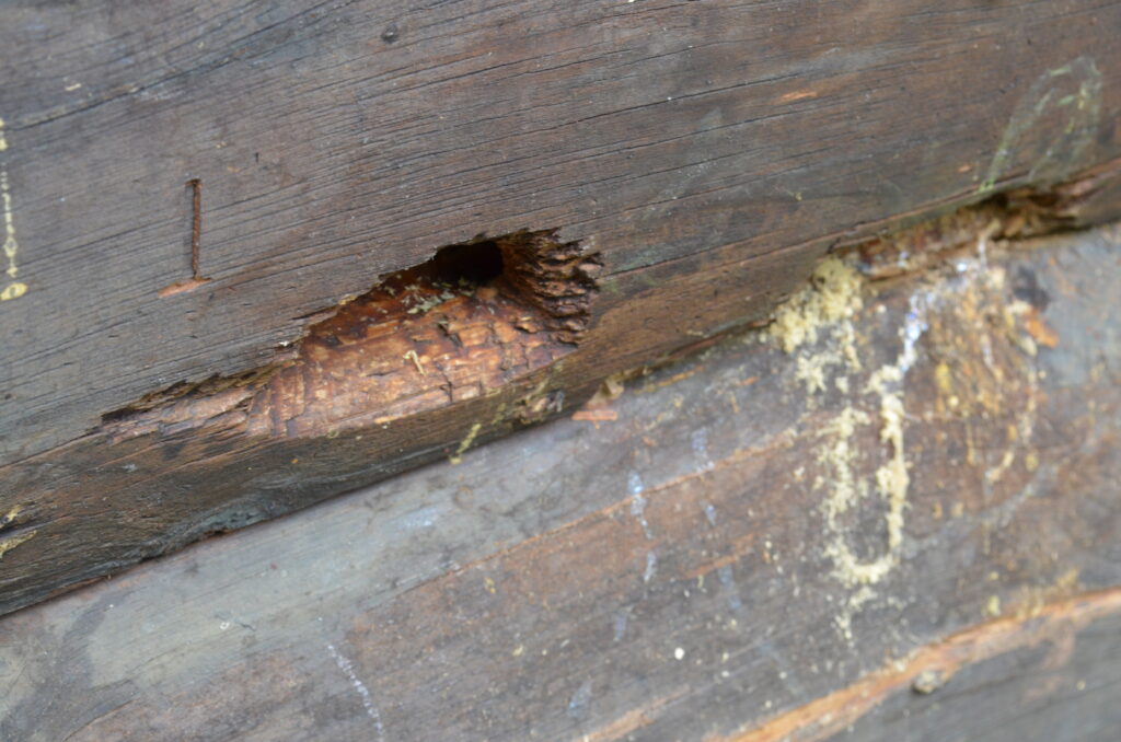 Alt Text: Closeup of the wall of a log cabin. There is considerable damage in the form of large holes that have been dug into the wood by carpenter bees.