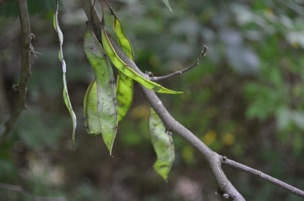 Alt Text: Closeup of a tree's seed pods. The pods resemble but are not string beans. The background is a blurred jumble of greens, browns, yellows, and blues.