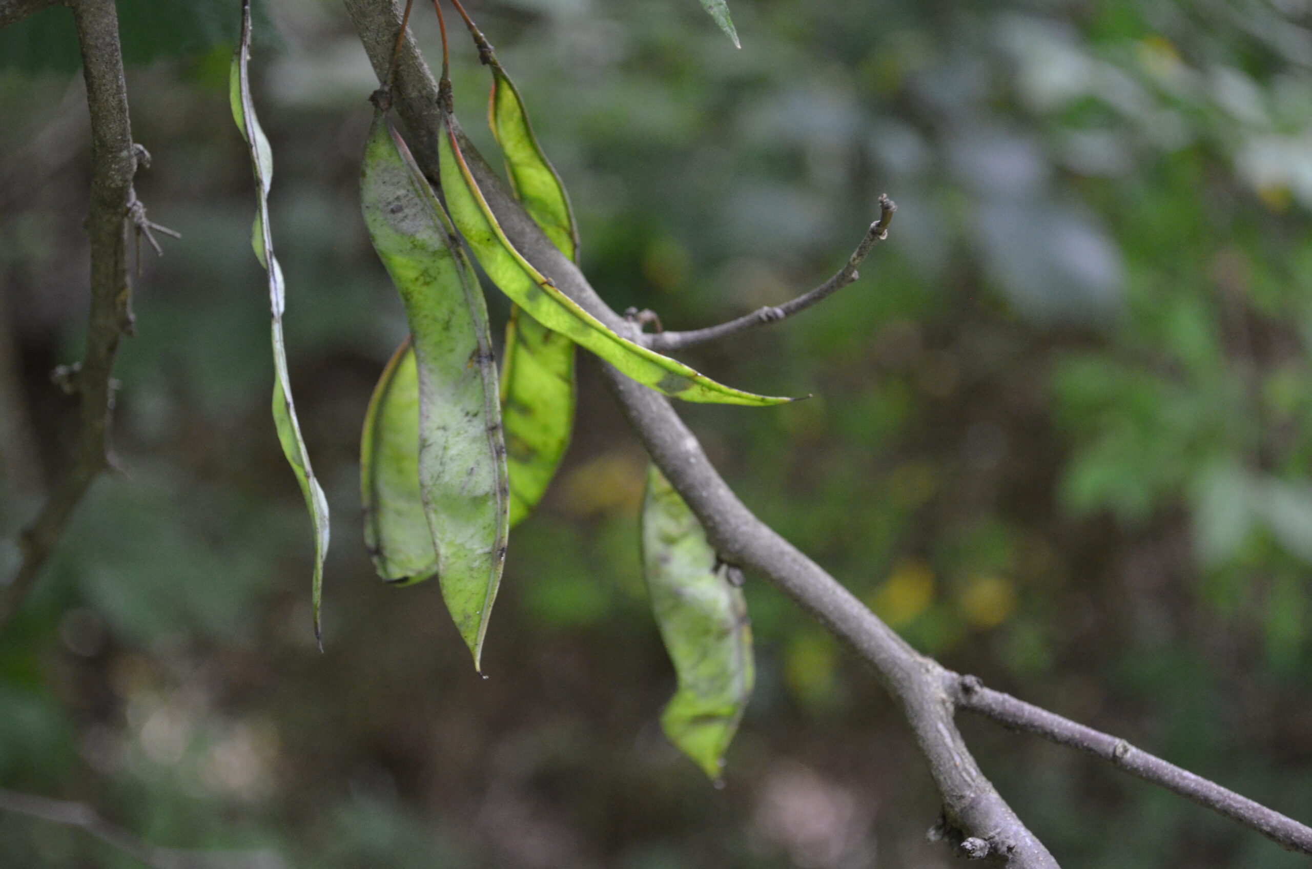 Tree Beans