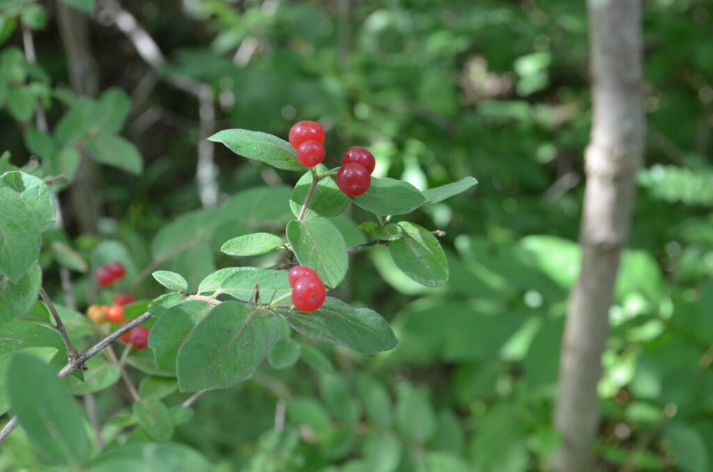 Alt Text: Red berries on the end of a short branch. The mostly green background is out of focus, though there is a tree in the background that is mostly parallel with the right side of the image.