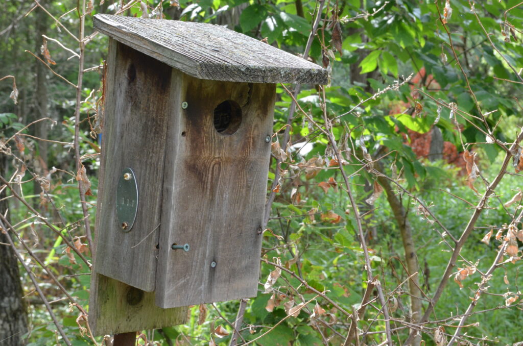 Alt Text: A weathered, wooden birdhouse with a numbered medallion connected to the side of it. Not all of the screws are in all the way. A large amount of green plant life fills the rest of the frame. Not seen is the bird who flew away as I approached.