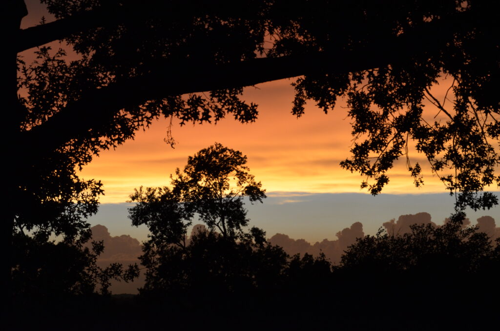 Alt Text: Foreground is silhouetted trees, background is a thin strip of blue sky between more trees and clouds colored yellow and orange by an out-of-frame sunset.