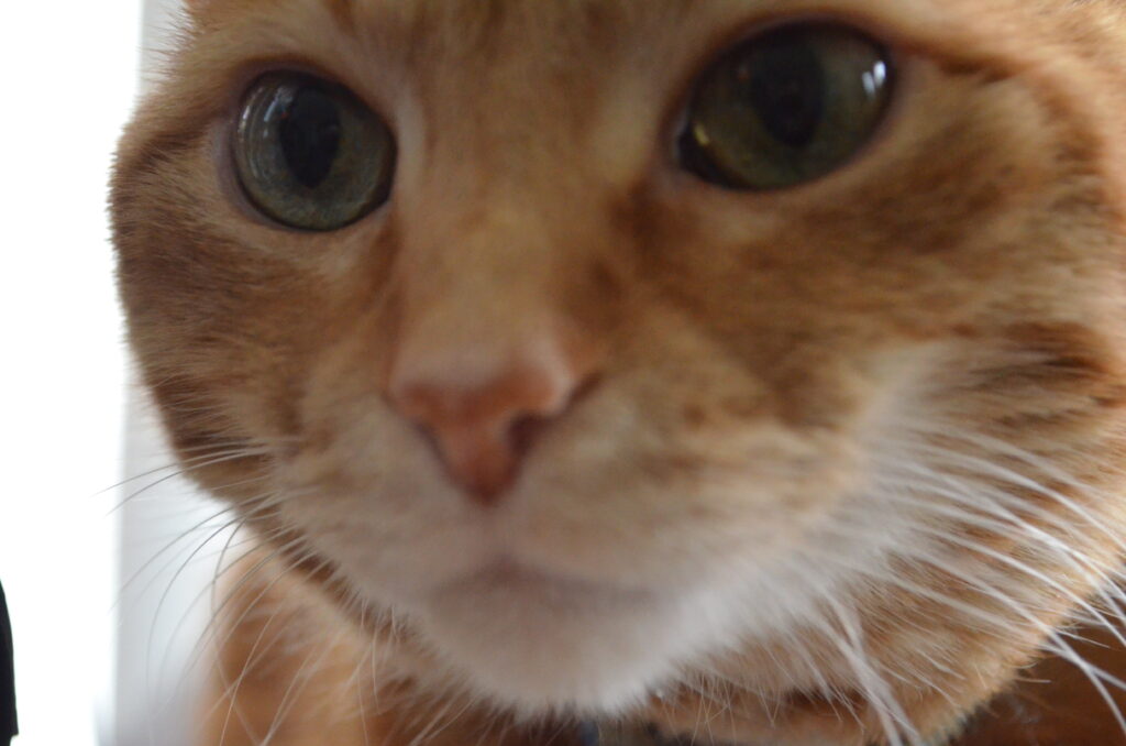 Alt Text: An orange cat's head fills the shot, with his attention drawn to something off-camera to the side. The left side of the face is in sharp focus, but the right side is just slightly closer than the current depth of field setting allows.