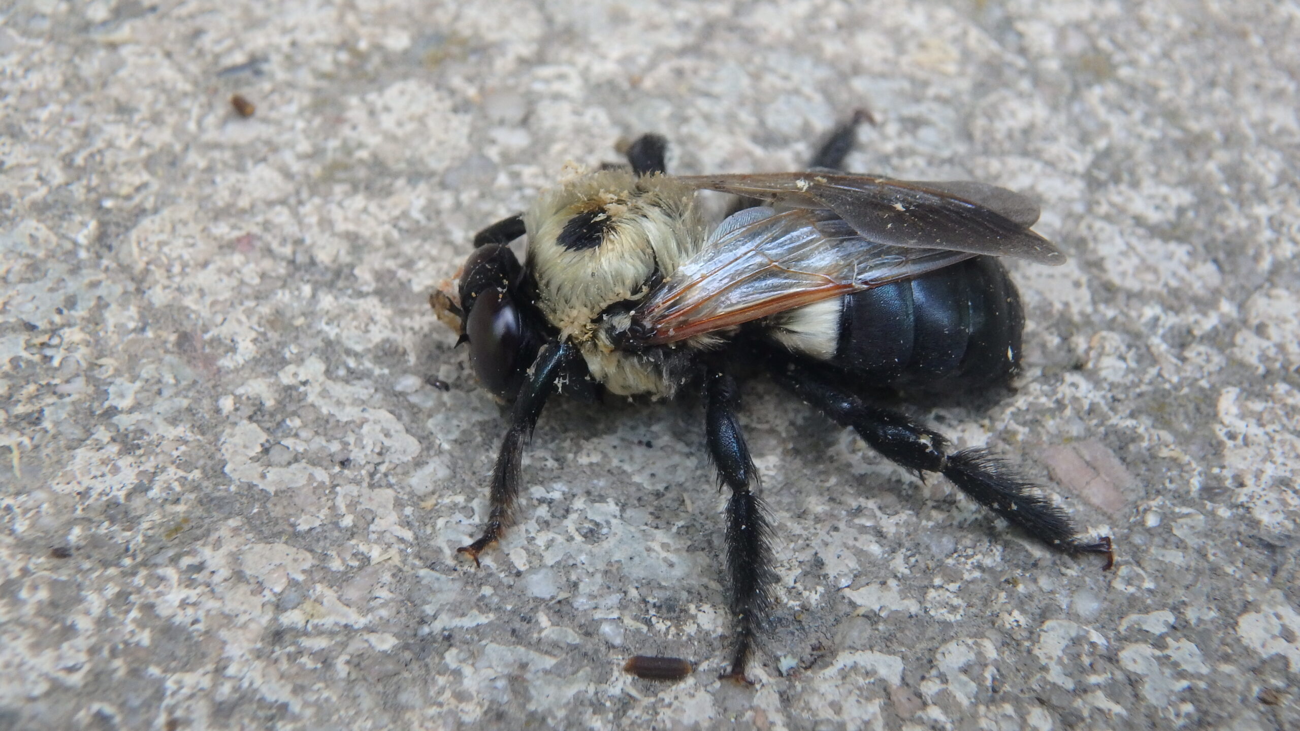 Carpenter Bee