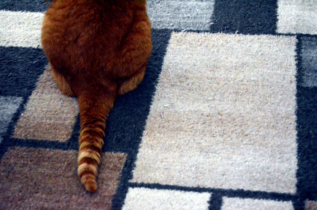 Alt Text: An orange cat sits, facing away from the camera, with his head and neck above the edge of the image. His tail extends straight out behind him on the ground, which is a carpet with a pattern of different sized rectangles. Not pictured: The same cat not a minute earlier trying desperately to get my attention.