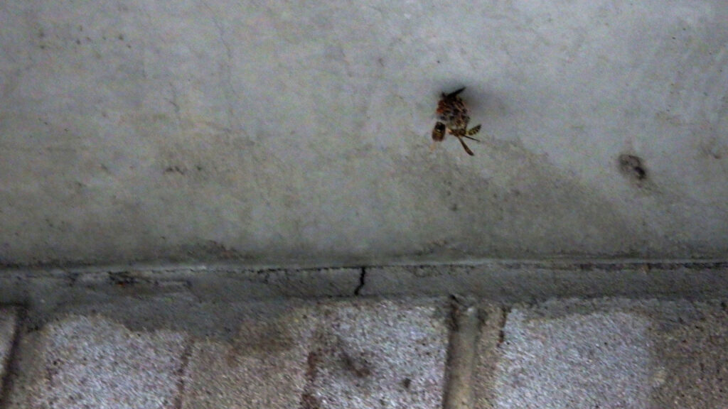 Alt Text: A wall of pale, reddish bricks joins up with the underside of a concrete patio floor. Hanging from the concrete is a  small wasp nest being tended to by a pair of wasps.